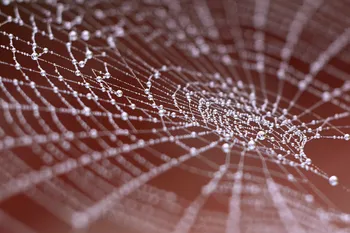 Spider web angle.jpg